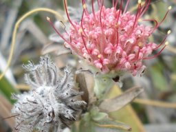 Leucospermum calligerum pale perianths